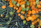 Purée de piment