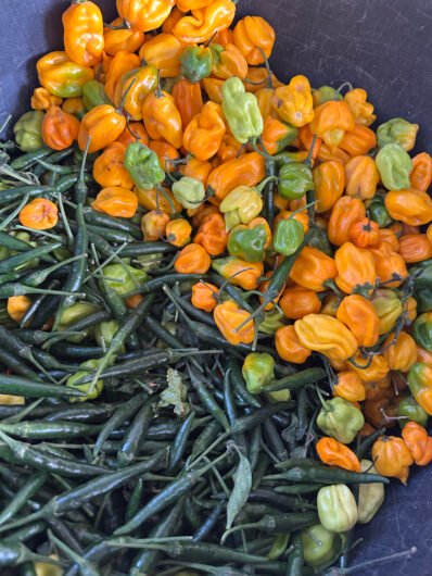 Purée de piment